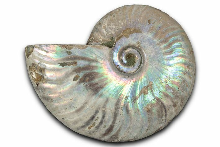 Silver Iridescent Ammonite (Cleoniceras) Fossil - Madagascar #346730